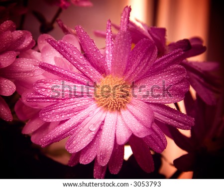 Wet purple flower. Computer modified photo to make flower fairy beautiful.