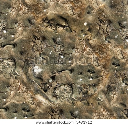 Dense layer of mold. Texture or background.