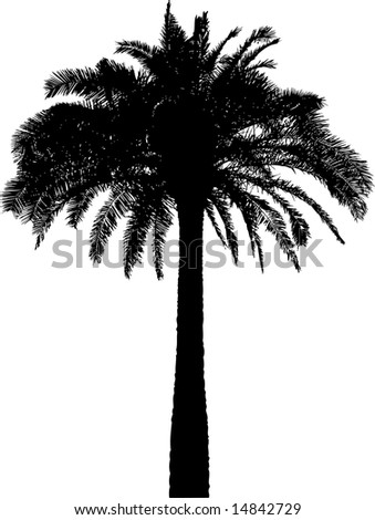 tree silhouette vector. stock vector : Palm tree