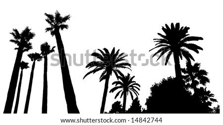 Palm Scenes