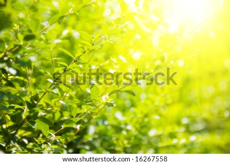 Green leaves and bright sun. Saturated colors.