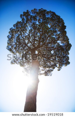 Big tree on sun and blue sky background. Bottom view.