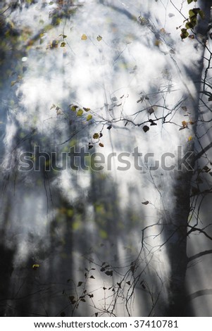 Bright sunlight through trees. Abstract background.