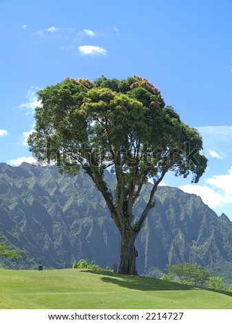 Guardian Tree of Ko'olau Tee Box