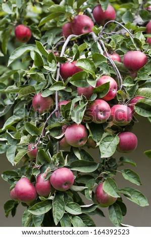 Branches of apple tree with fruits- stock image