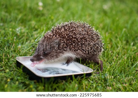 Baby animal hedgehog lapping milk on the grass