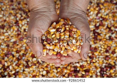 Rough hands hold corn kernels.