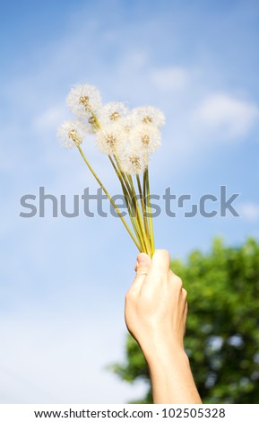 hand with the dandelions in the sky