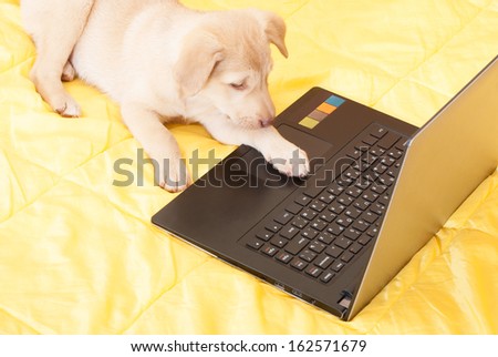 puppy and a laptop on a yellow blanket