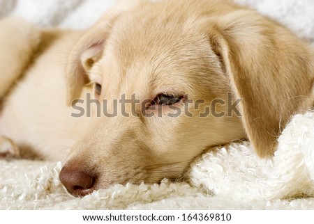 sad puppy lying