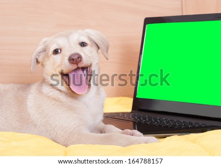 puppy and a laptop with green screen