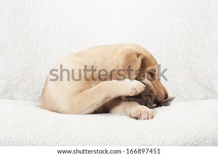 golden puppy chewing toy prey