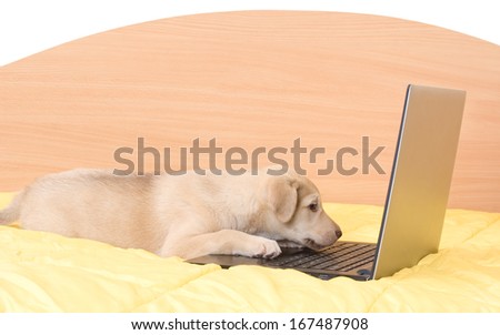 puppy and a laptop on the bed