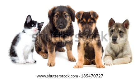 puppies and kitten