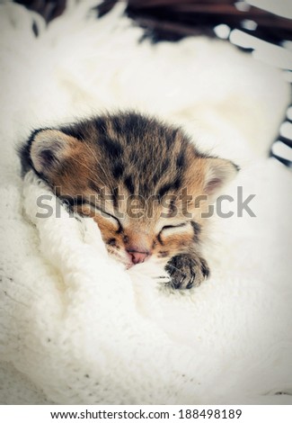 tabby kitten sleeping