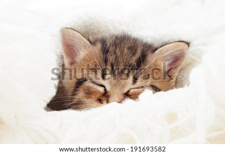 cute little kitten sleeping in a white veil