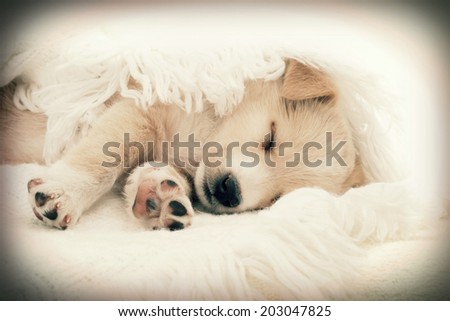 Puppy sleeping in a blanket