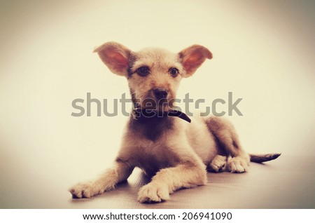 puppy on wooden floor