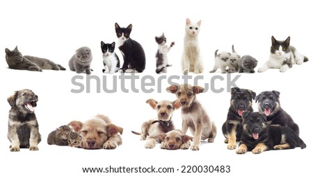 set of puppies and kittens