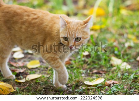 red cat gone for a walk