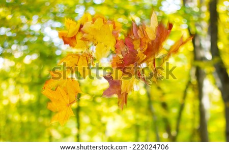 bouquet of autumn leaves thrown upwards
