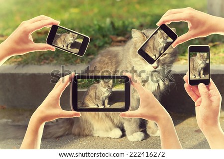 a lot of people take pictures of a cat on smartphones