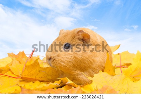 guinea pig in yellow leaves against the blue sky
