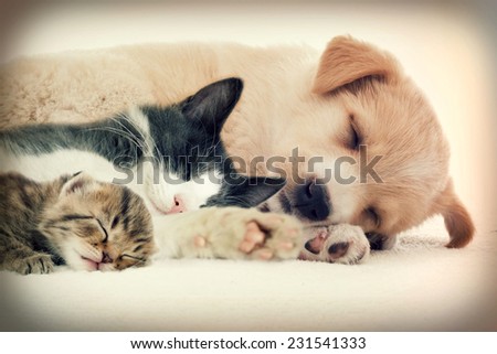 Puppy and kitten sleeps