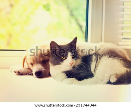 cat and dog at the window