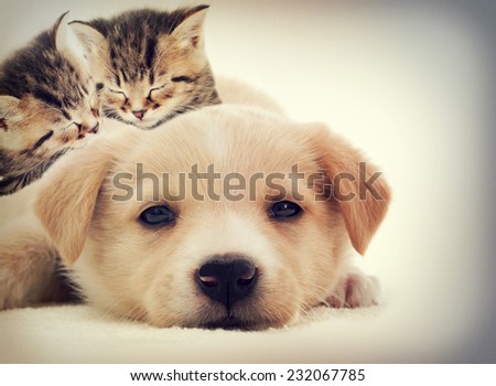 kittens and puppy sleeping