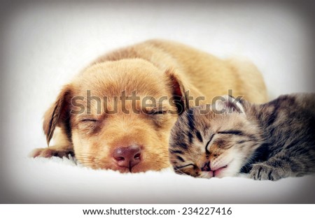 kitten and puppy sleeping