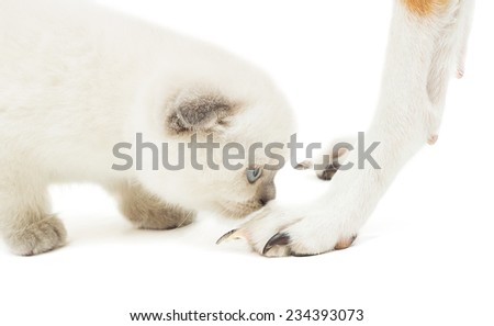 kitten meets a dog on a white background isolated