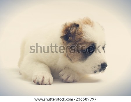 cute puppy Caucasian Shepherd Dog