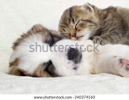 Puppy and kitten sleeping