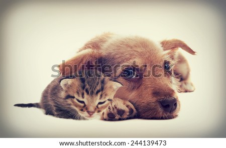 kitten and puppy kitten and puppy