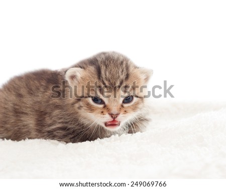 Cute tabby kitten on white blanket