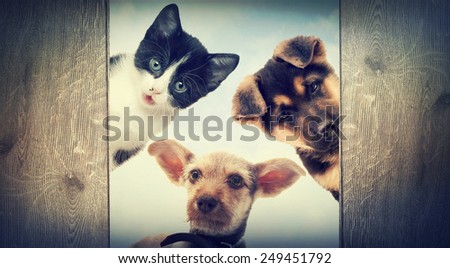 Puppy and kitten peering