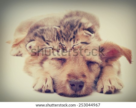 beige puppy and kittens sleeps