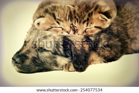 puppy and kittens sleeping together