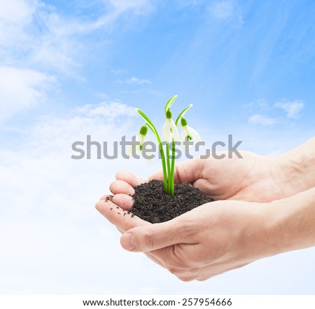 snowdrop flowers in human palms on blue sky background