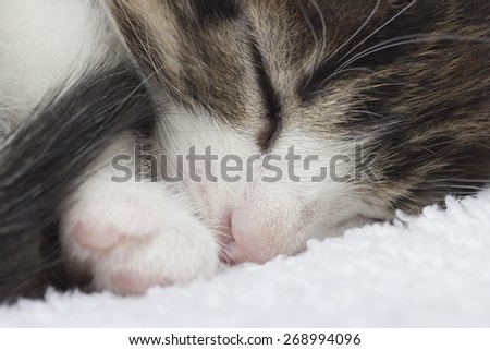 sleeping kitten, close-up