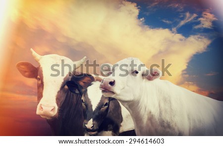 cow and calf and bull