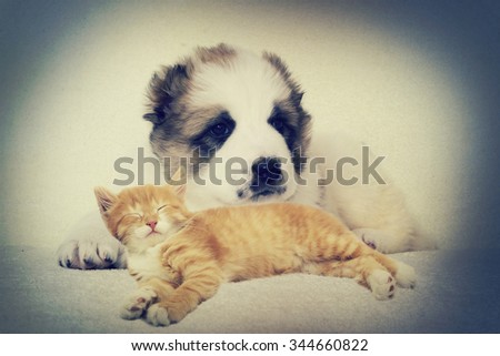Puppy and kitten instagram