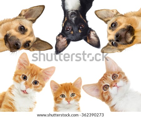 Group of pets peeking