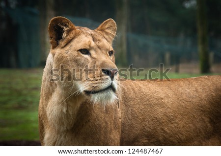 Lion at the Safaripark Beekse Bergen in the Netherlands