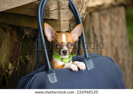 Little lovely dog in the dark blue bag of traveller