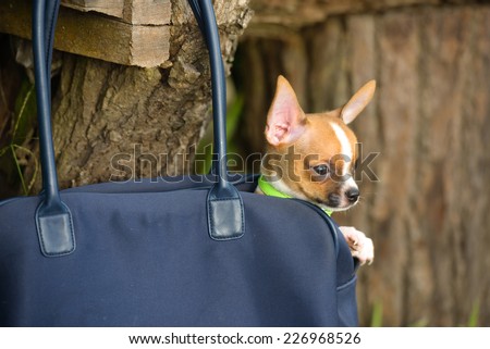 Little lovely dog in the dark blue bag of traveller
