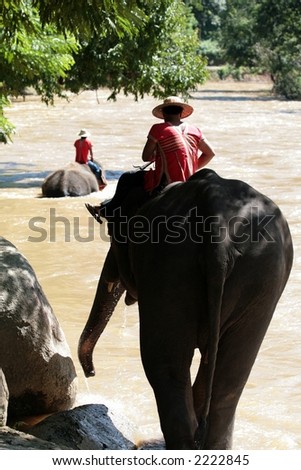 Elephants Going Down! two elephants going for a wash in the river in thailand.