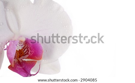 White Orchid With Waterdrops A beautiful white and pink orchid with waterdrops over white background.
