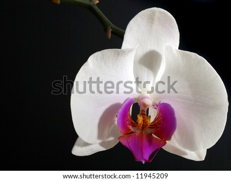 White Beauty Over Black A beautiful white orchid isolated over white background.